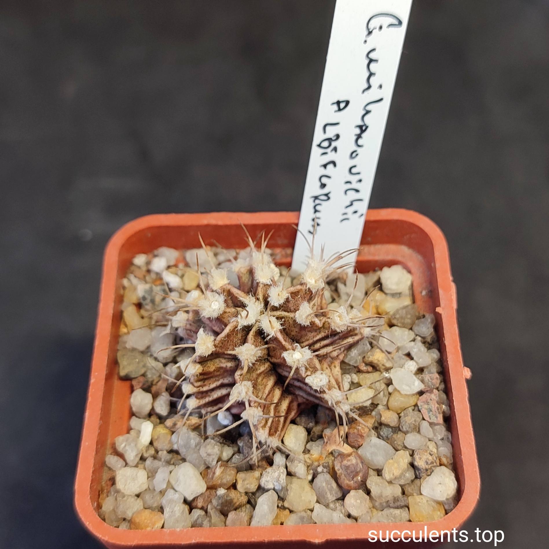gymnocalycium mihanovichii v. albiflorum