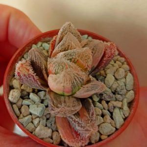 Haworthia Keganii X Cooperi var. Venusta Variegated