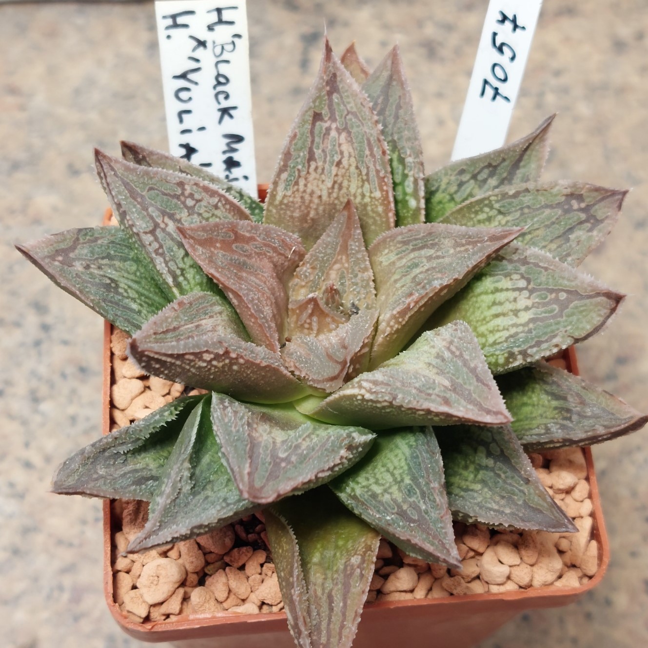 7057 Haworthia 'Black Major' x 'Yulia'