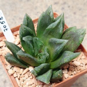 7058 Haworthia hybrid