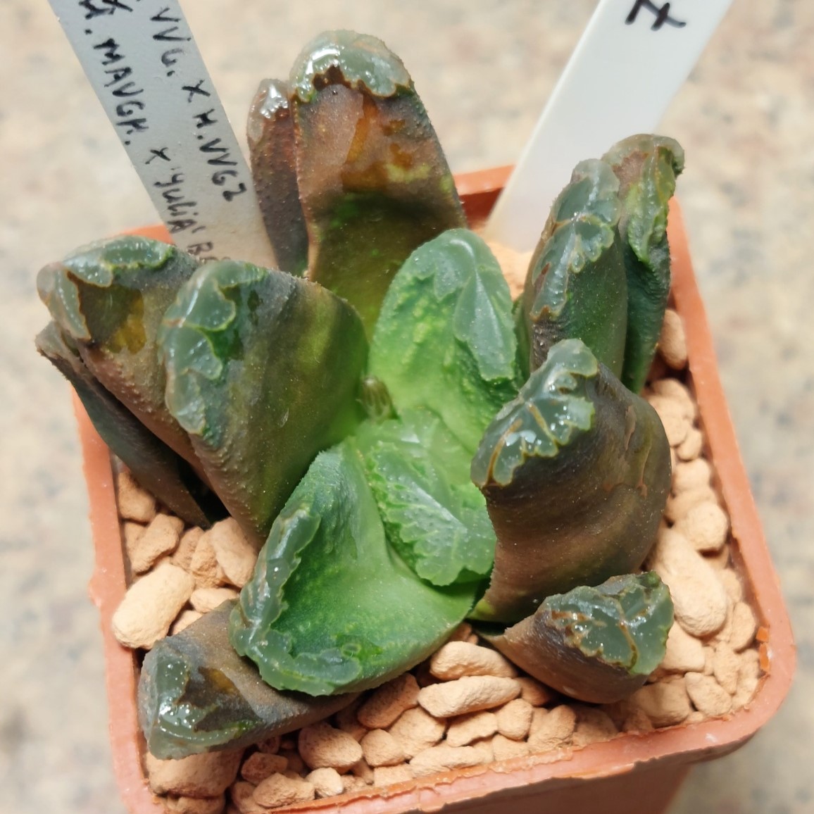 7068 Haworthia maughanii hybrid