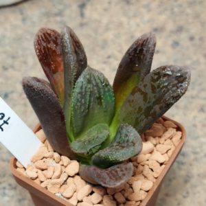 7070 Haworthia VVG2 x VVG3 F2
