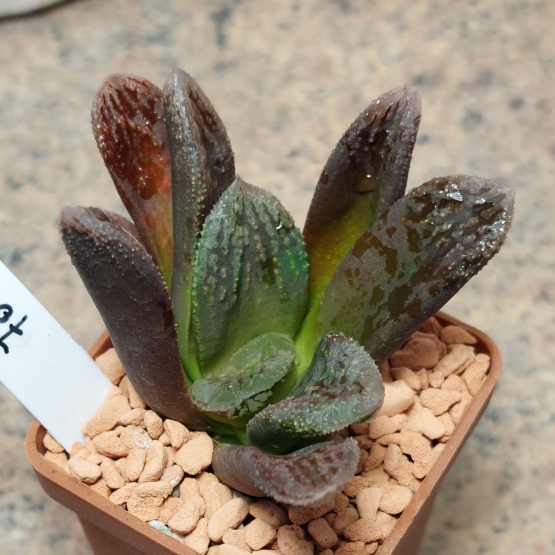 7070 Haworthia VVG2 x VVG3 F2