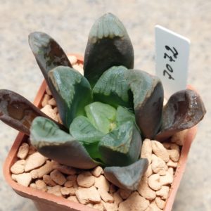7072 Haworthia maughanii hybrid