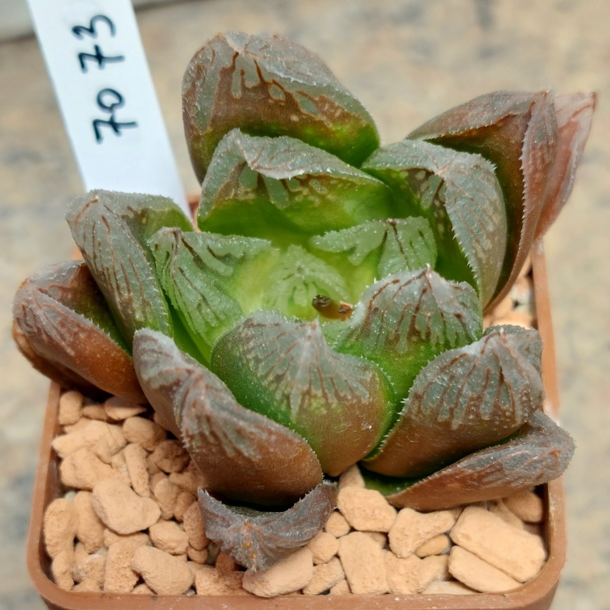 7073 Haworthia obtusa hybrid
