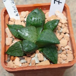 7076 Haworthia comptoniana VVG7 x VVG3