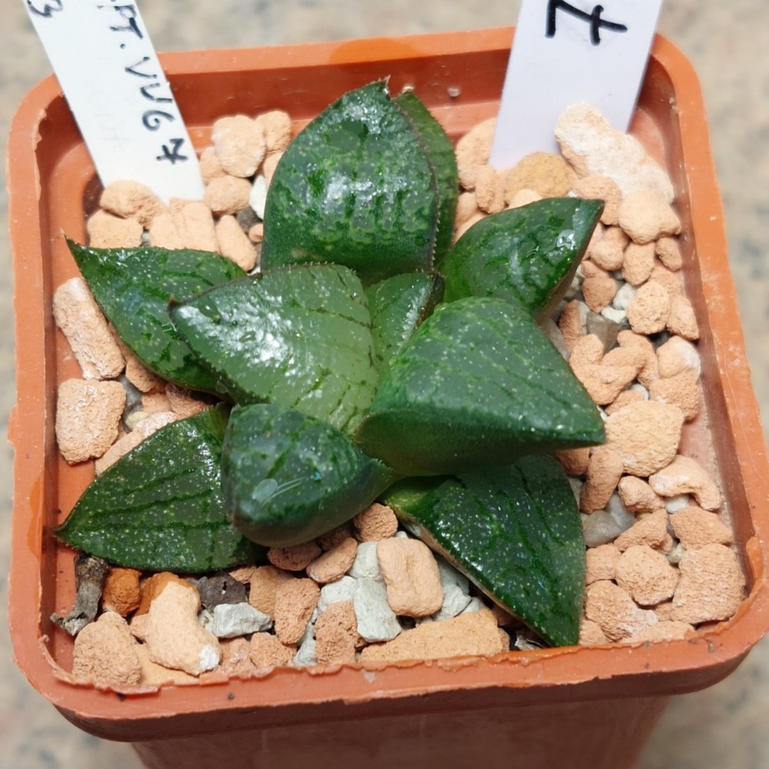 7076 Haworthia comptoniana VVG7 x VVG3