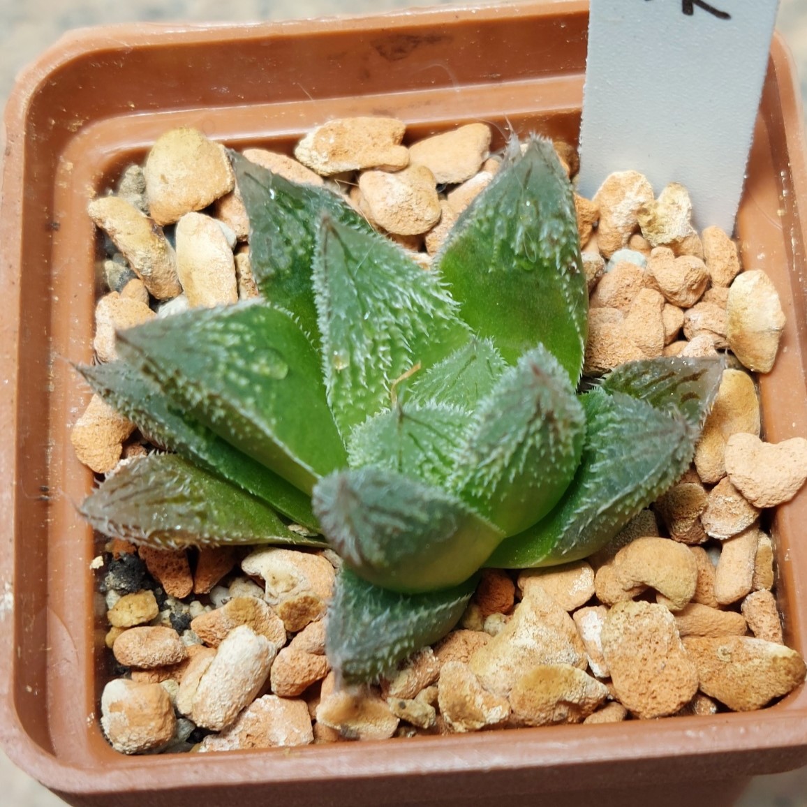 7077 Haworthia cooperi v.venusta hybrid
