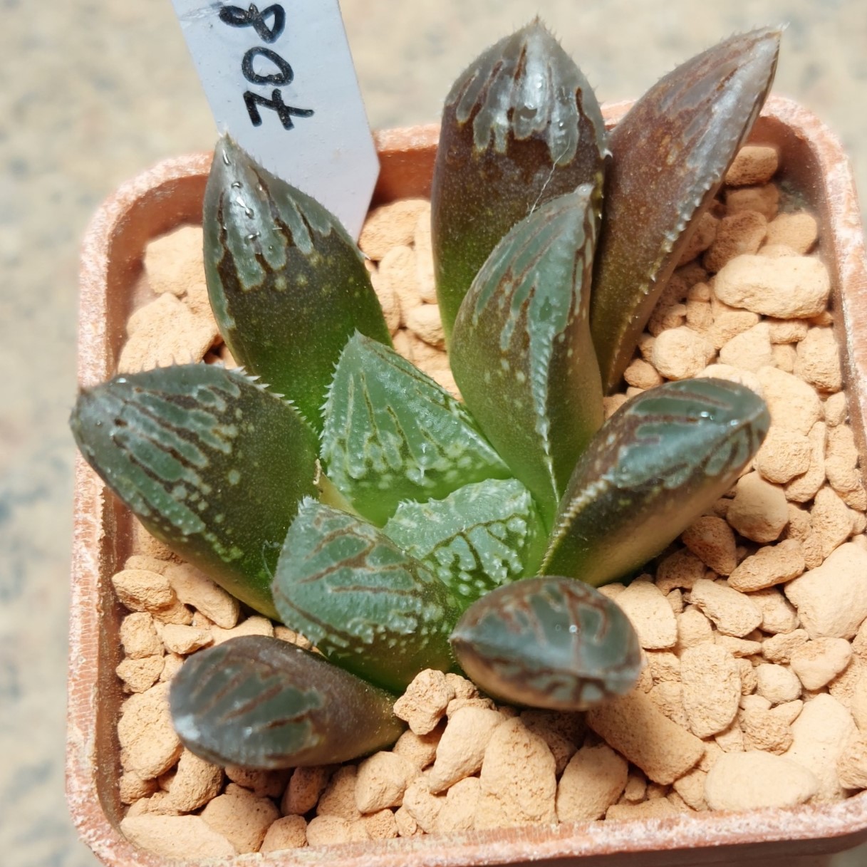 7081 Haworthia 'Black Mayor' x 'Yulia'