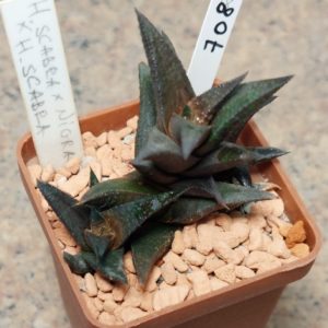7086 Haworthia scabra x nigra