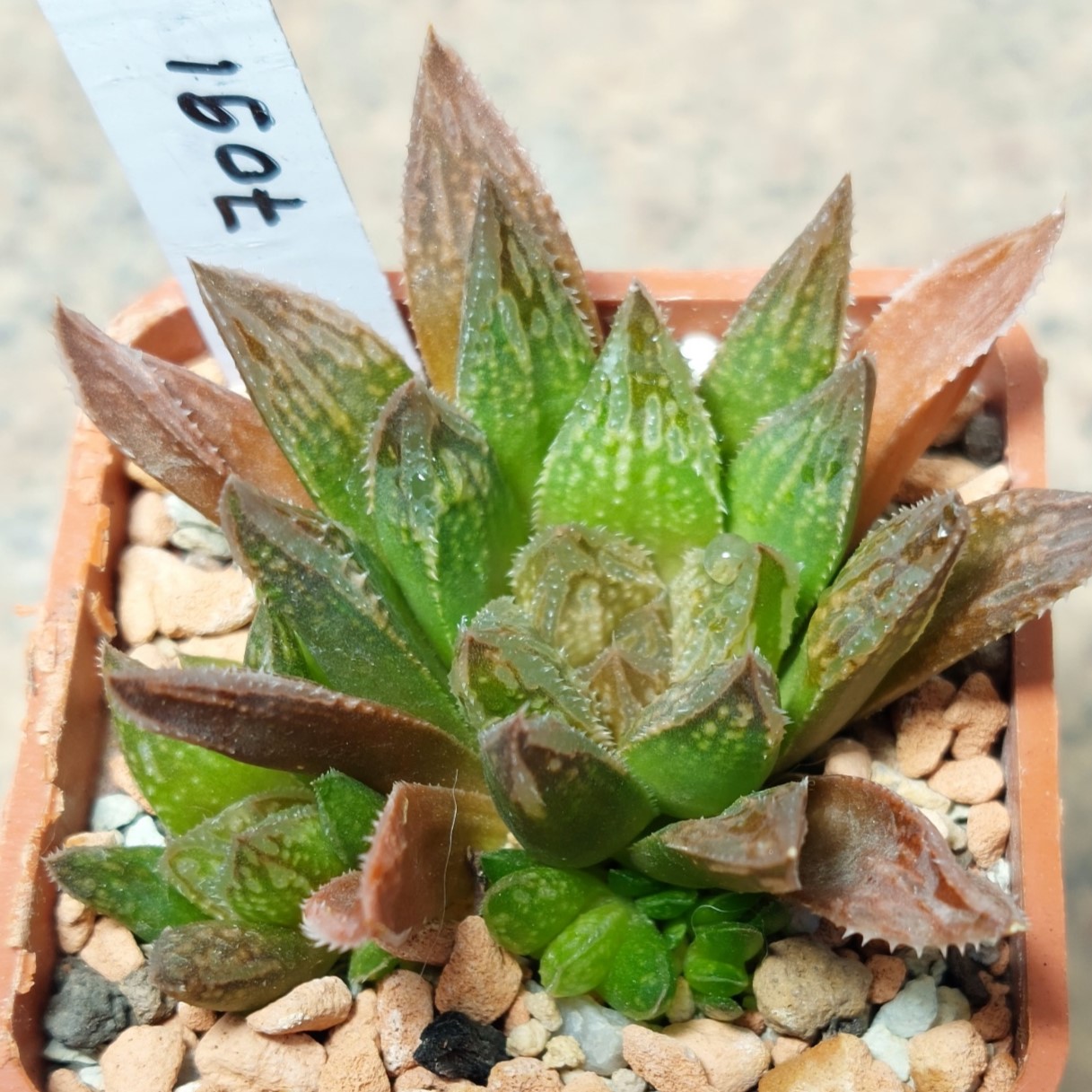 7091 Haworthia 'Sugar Candy' hybrid