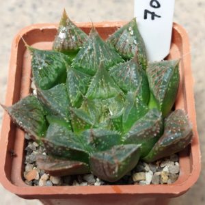 7092 Haworthia 'Ollasonii' hybrid