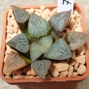 7094 Haworthia bayeri -Japan-