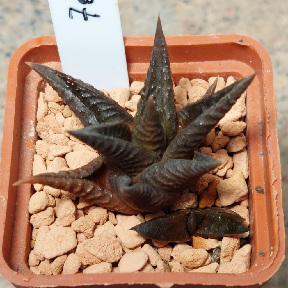 7096 Haworthia limifolia -Bamberton- x limifolia v.arcana
