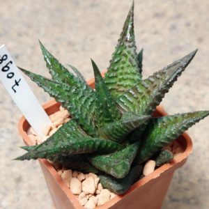 7098 Haworthia limifolia x nigra