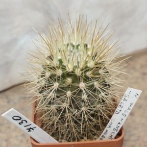 7130 Neoporteria wagenknechtii -Caleta Chanaral- вік 6 років