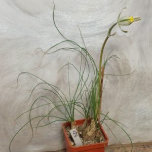 7160 Albuca polyphylla JIL 030 весь горшик
