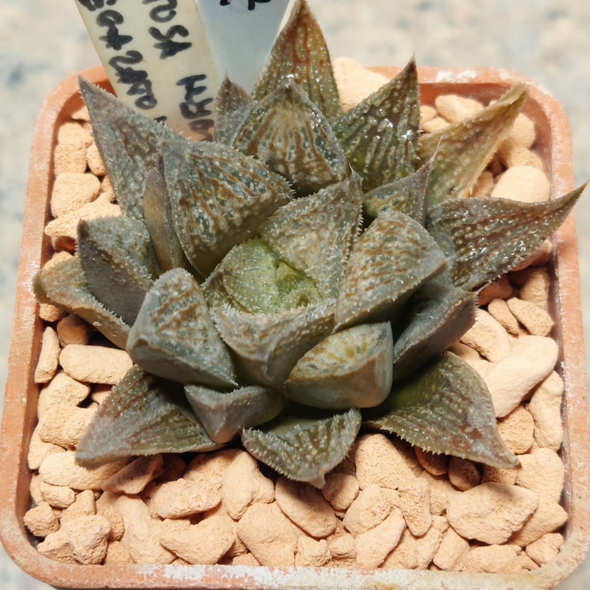 7189 Haworthia obtusa hybrid x 'Kegazato' x picta сіянець вік 6 років