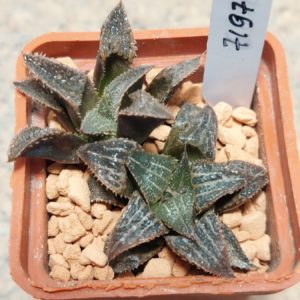 7197 Haworthia magnifica v.splendens hybrid F2 весь горщик сіянці вік 5 років