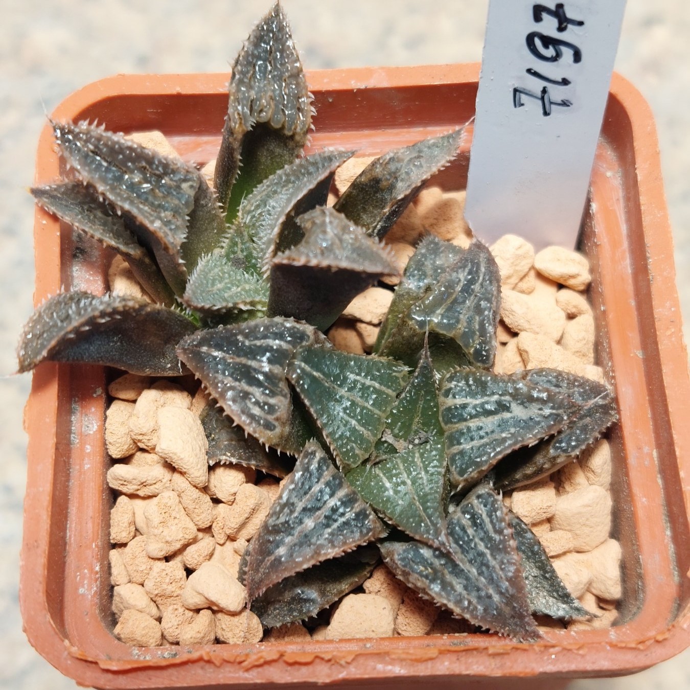 7197 Haworthia magnifica v.splendens hybrid F2 весь горщик сіянці вік 5 років
