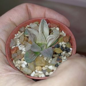 Haworthia Mutica Hybrid Variegated