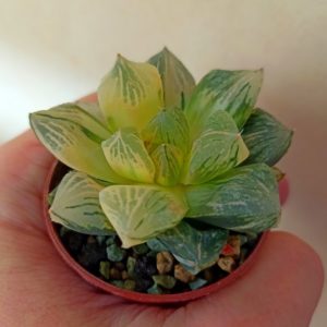 Haworthia Red Flame Variegated