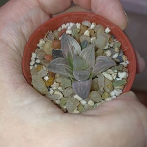 Haworthia Mutica Hybrid Variegated