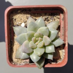 Echeveria Estrella
