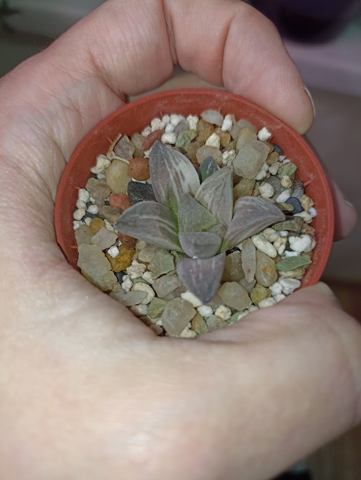 Haworthia Mutica Hybrid Variegated