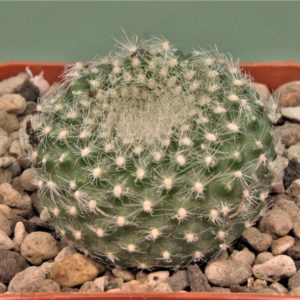 Brasilicactus-haselbergii