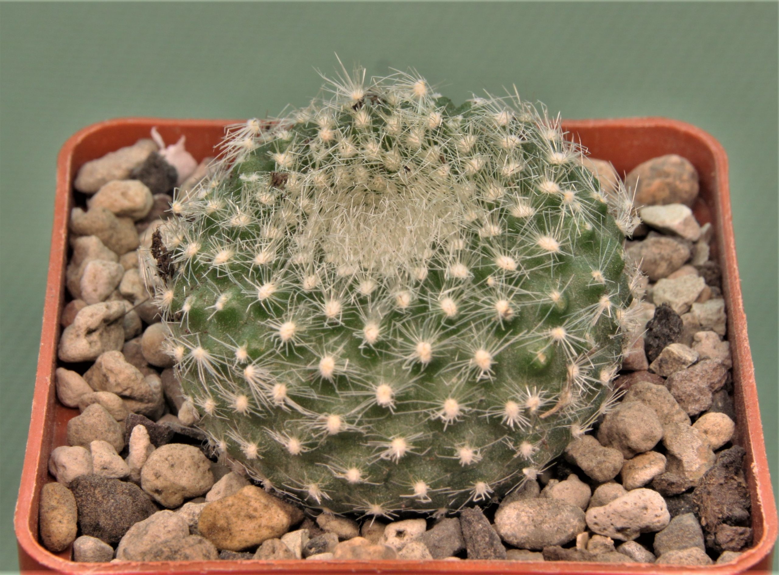 Brasilicactus-haselbergii