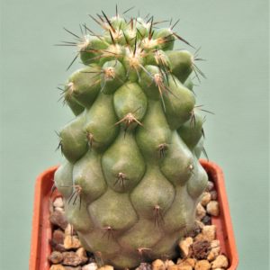 Copiapoa-grandiflora