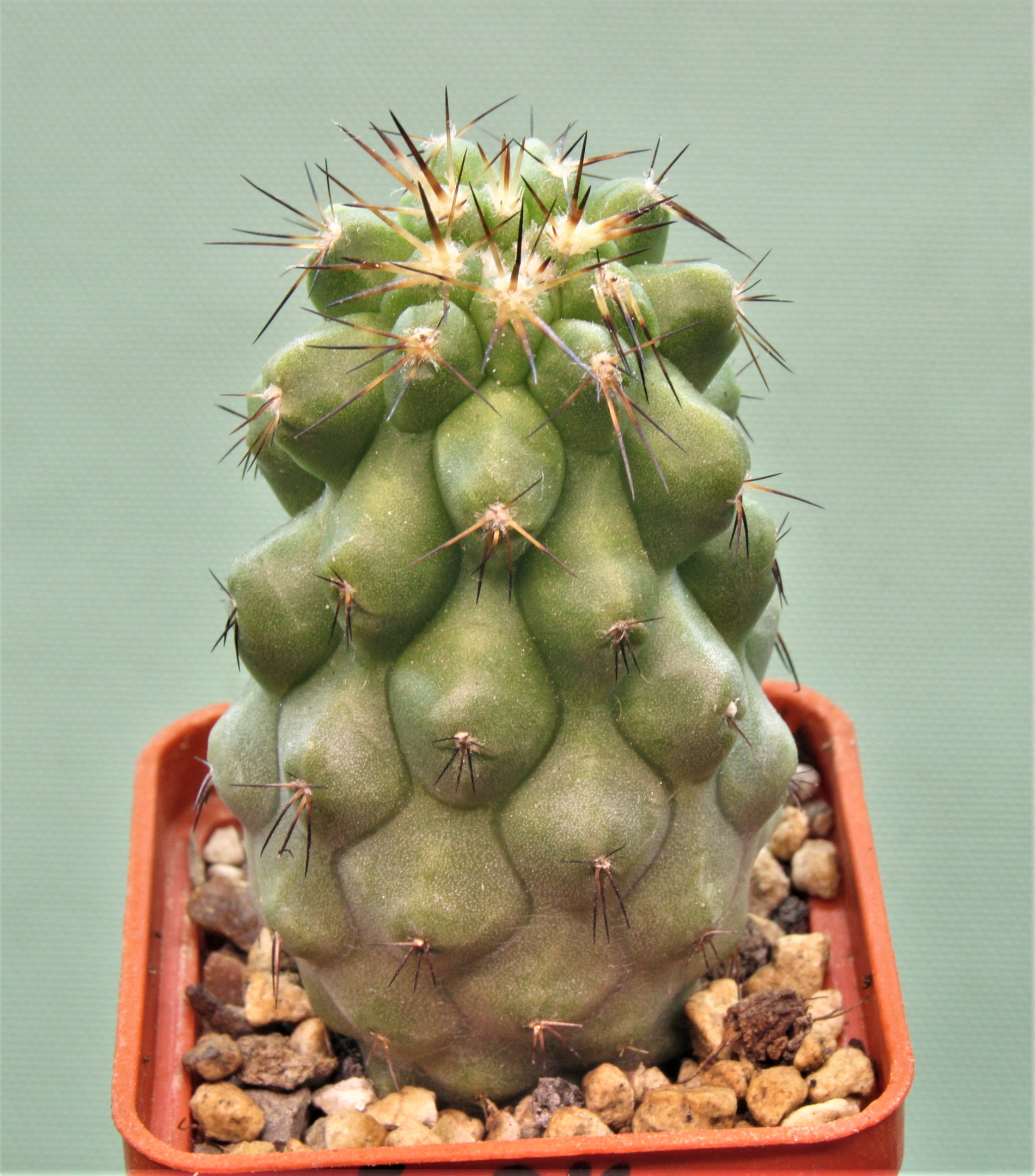 Copiapoa-grandiflora