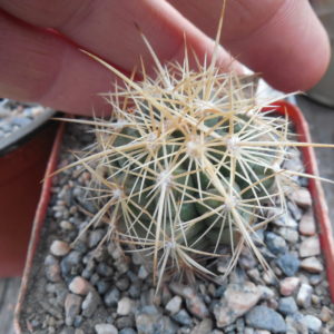 Thelocactus bicolor MK 20.48 - Kupcak -