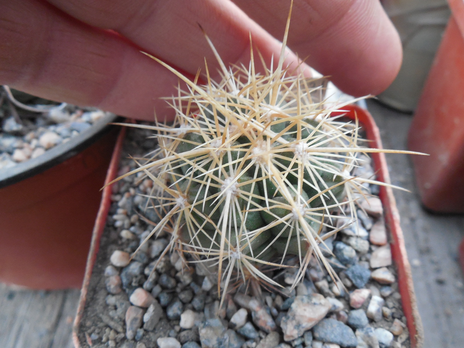 Thelocactus bicolor MK 20.48 - Kupcak -