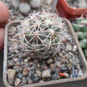 Coryphantha sp. CSD 296