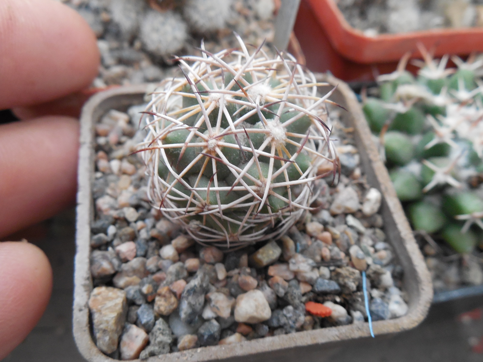 Coryphantha sp. CSD 296