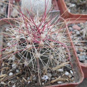 Ferocactus hamatacanthus  JRT 4401 - Glass Mts. Tx. MG