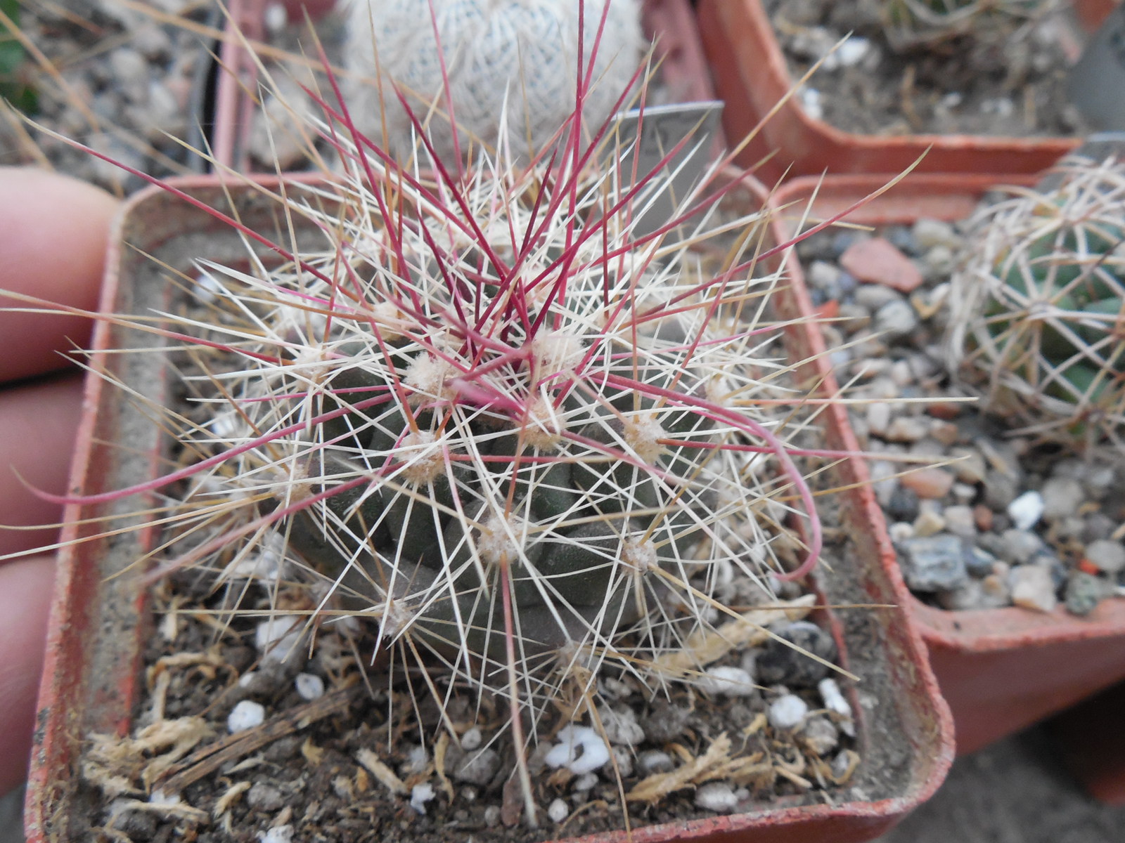 Ferocactus hamatacanthus  JRT 4401 - Glass Mts. Tx. MG