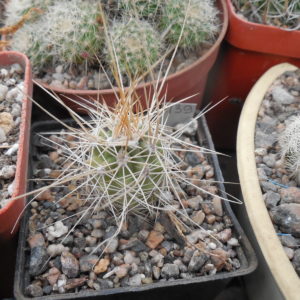 Echinocereus nicholii  SB 1933 - w. Sonoita, Sonora, - MG -