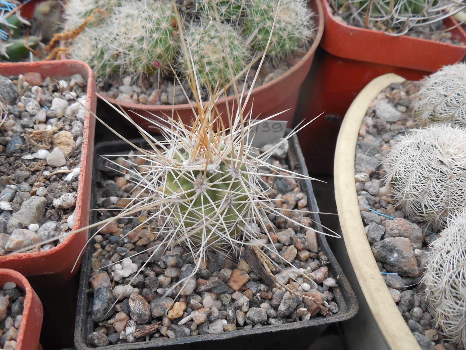 Echinocereus nicholii  SB 1933 - w. Sonoita, Sonora, - MG -