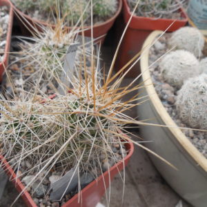 Echinocereus nicholii  SB 1933 - w. Sonoita, Sonora, - MG -