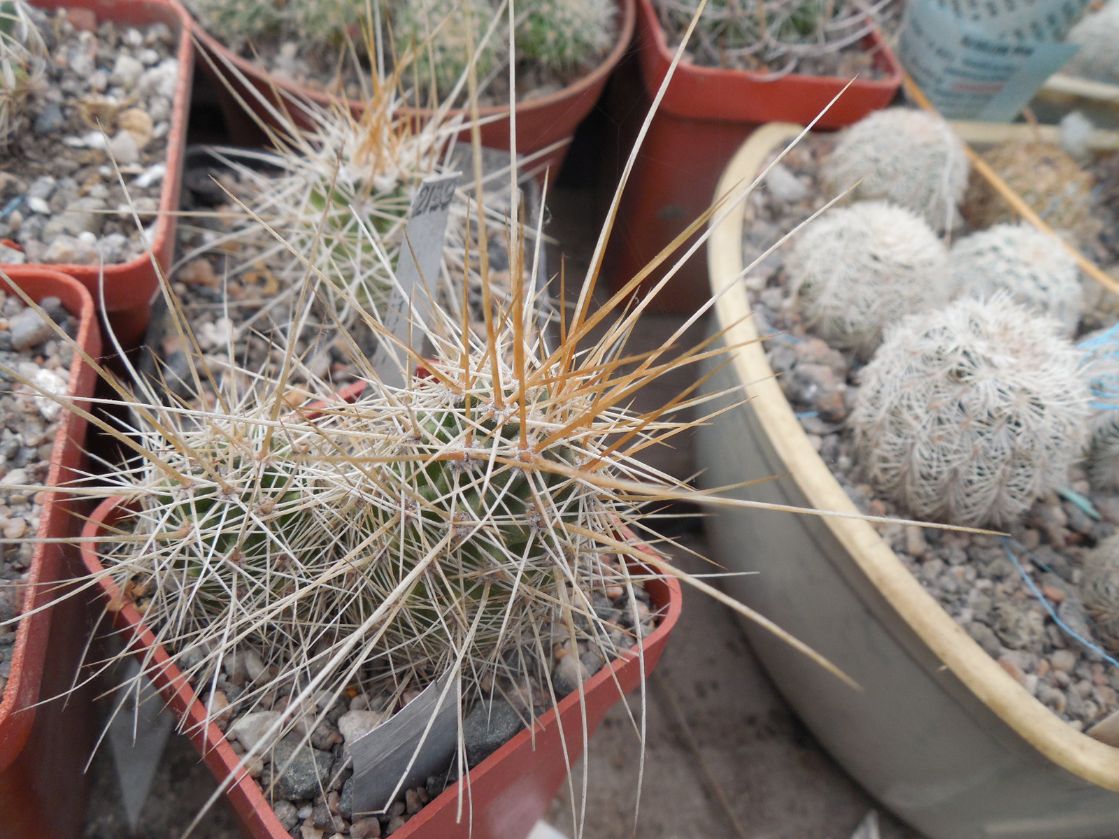 Echinocereus nicholii  SB 1933 - w. Sonoita, Sonora, - MG -
