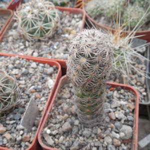 Echinocereus adustus - Chihuahua - GK -