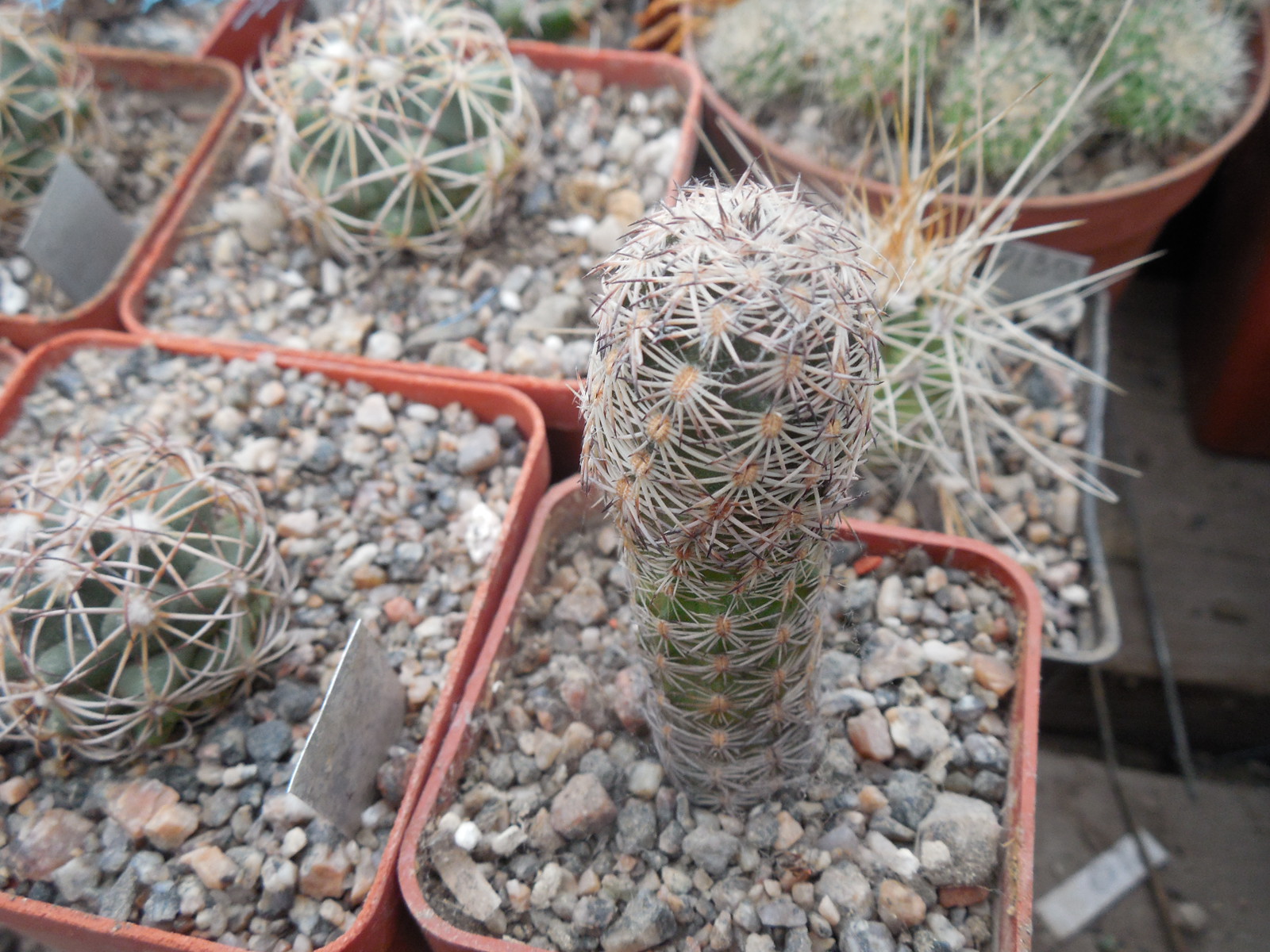 Echinocereus adustus - Chihuahua - GK -