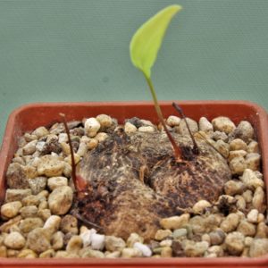 Eriospermum-aff.-kirkii-N.-Ntcheu-Malawi-1