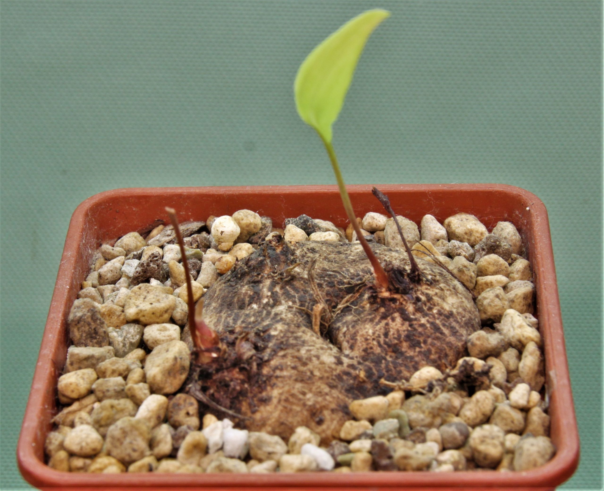 Eriospermum-aff.-kirkii-N.-Ntcheu-Malawi-1