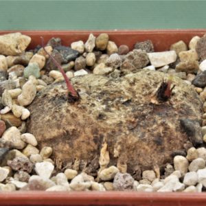 Eriospermum-aff.-kirkii-N.-Ntcheu-Malawi-2