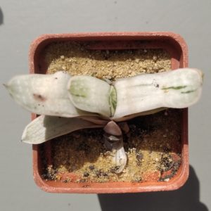 Gasteria nigricans variegata