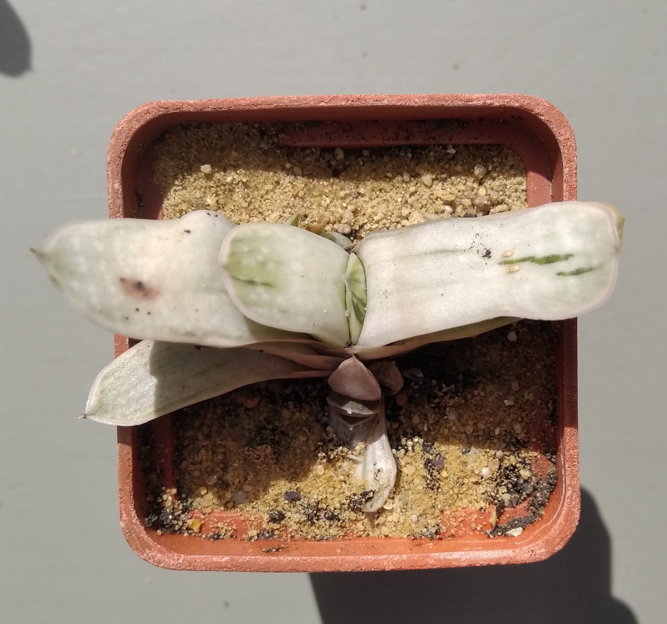 Gasteria nigricans variegata